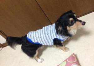 pet3